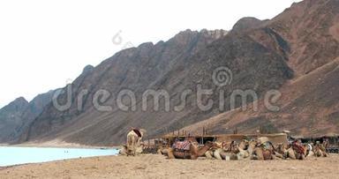 骆驼车队在达哈布的撒哈拉沙漠